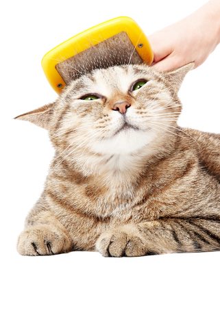Regulatory compliance animal care product in the European union